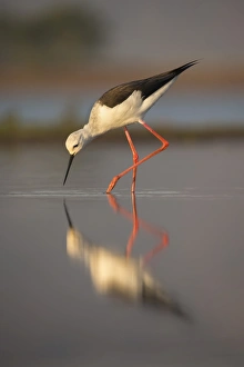 Kwazulu Natal Prints: Blackwinged stilt (Himantopus himantopus), Zimanga private game reserve, KwaZulu-Natal