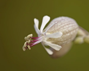 Albert A Prints: Bladder campion (Silene vulgaris)