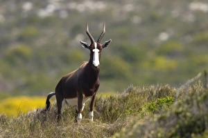 One Animal Only Prints: Blesbok, bontebok