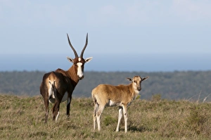 Images Dated 19th April 2010: Blesbok (Damaliscus dorcas), Kariega Game Reserve, South Africa, Africa