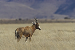 Blesbok, Damaliscus dorcas phillipsi