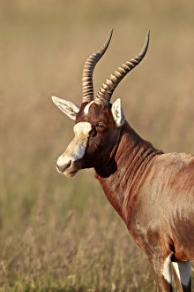 Blesbok (Damaliscus pygargus phillipsi), Mountain Zebra National Park, South Africa