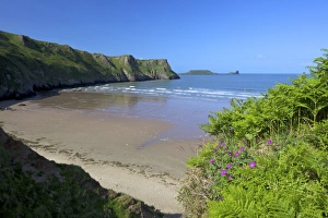 Isle Prints: Bloody cranes-bill growing on Rhossili Beach, Worms Head, spring morning sunshine