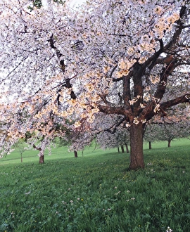 Images Dated 12th June 2009: Blooming cherry tree, Bissinger Tal Valley, Swabian Alb, Baden Wurttemberg, Germany, Europe