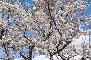 Blossom Prints: Blooming cherry tree, Motomachi district, Hakodate, Hokkaido, Japan, Asia