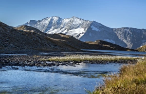 Alpi Graie Prints: Blooming of eriofori (cotton grass), Levanne mountains. Gran Paradiso National Park