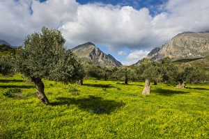 Olea Europaea Prints: Blooming field with olive trees, Crete, Greek Islands, Greece, Europe