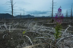 Dead Tree Prints: Blooming flower in a dead tree forest on the Tolbachik volcano, Kamchatka, Russia, Eurasia