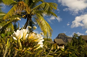 Images Dated 9th September 2008: Blooming flower in the garden of Beachcomber Le Paradis, near Mont Brabant