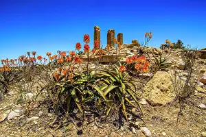 Shrub Prints: Blooming flowers in front of the columns of a ruined structure at the Pre-Aksumite settlement of Qohaito (Koloe)