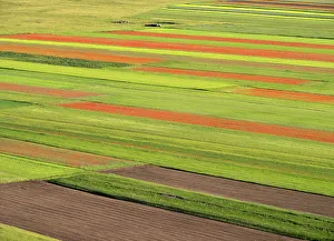 Perugia Prints: Blooming flowers and lentils on the Piano Grande