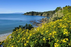 Gulf Prints: Blooming flowers over Oneroa beach