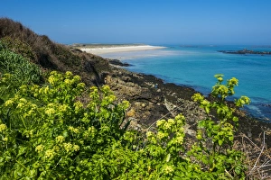 Outcrop Prints: Blooming flowers with Shell Beach in the background, Herm, Channel Islands, United Kingdom