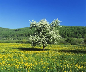Images Dated 1st June 2009: Blooming fruit tree on a flower meadow, Neidlinger Tal Valley, Swabian Alb, Baden Wurttemberg