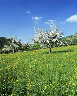 Images Dated 5th May 2009: Blooming fruit trees on a flower meadow, Lenninger Tal, Swabian Alb, Baden Wurttemberg, Germany