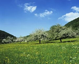Images Dated 5th May 2009: Blooming fruit trees on a flower meadow, Lenninger Tal, Swabian Alb, Baden Wurttemberg, Germany
