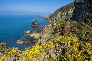 Sark Prints: Blooming gorse over the east coast of Sark, Channel Islands, United Kingdom, Europe