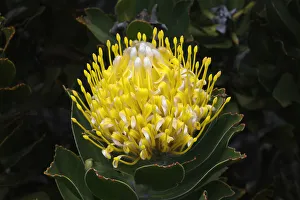 Cape Province Prints: Blooming Pincushion Protea (Leucospermum species)