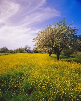 Blossom Prints: Blooming tree and springtime flowers near Messa