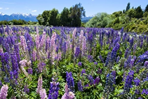 Images Dated 17th December 2008: Blooming wild flowers, Los Alerces National Park, Chubut, Patagonia, Argentina, South America