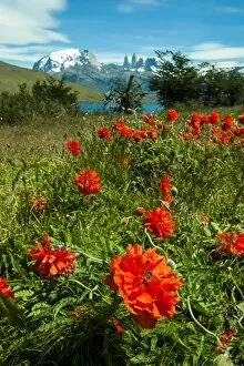 Images Dated 13th December 2008: Blooming wild flowers in the Torres del Paine National Park, Patagonia, Chile, South America