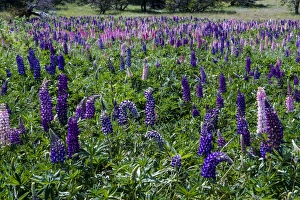 Images Dated 13th December 2008: Blooming wild flowers in the Torres del Paine National Park, Patagonia, Chile, South America