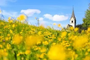 Botanical Gallery: Blooming of yellow flowers around the alpine church of Schmitten, District of Albula