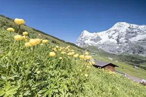 Wild Flower Prints: Blooming of yellow flowers framed by green meadows and snowy peaks