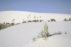 Blooming yucca plants on dunes, White Sands National Monument, New Mexico