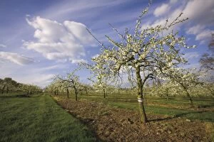 Images Dated 29th April 2006: Blossom in the apple orchards in the Vale of Evesham, Worcestershire, England