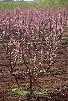 Orchards Prints: Blossom, Fez to Marrakesh road, Morocco, North Africa, Africa