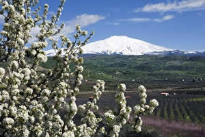Mount Etna Prints: Blossom and Mount Etna, near Cesaro, Sicily, Italy, Europe