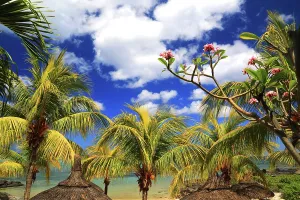 Bright Prints: Blossom and palm trees under a bright sky in Flic en Flac