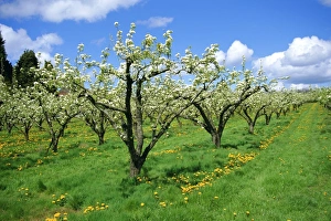 Worcestershire Prints: Blossom on pear trees in orchard, Holt Fleet, Worcestershire, England, UK, Europe