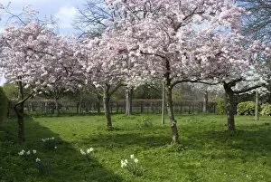 Blossom, Regents Park, London, England, United Kingdom, Europe