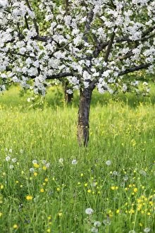 Blossoming apple tree, Baden Wurttemberg, Germany, Europe