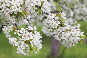 Cherry Tree Prints: Blossoming cherry tree (Prunus avium), Baden Wurttemberg, Germany, Europe