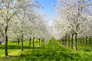Cherry Blossom Prints: Blossoming cherry trees in the Eggenertal Valley in early spring