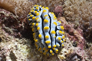 Nudibranch Prints: Blue candy nudibranch (Phyllida varicosa)