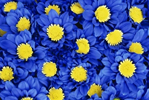 Bunches Prints: Blue Chrysanthemums