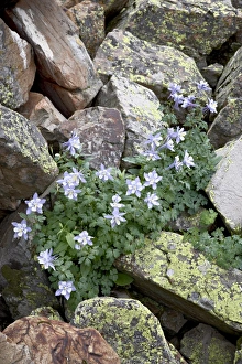 Images Dated 21st July 2007: Blue columbine (Aquilegia coerulea) growing in a rock field, Yankee Boy Basin