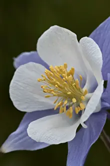 Petal Prints: Blue columbine (Colorado columbine) (Aquilegia coerulea), San Juan National Forest