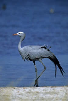 One Bird Only Prints: Blue crane