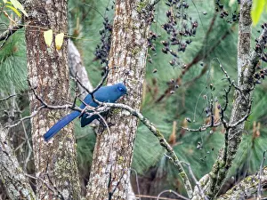 Feathers Prints: Blue cuoa perched on tree limb in Madagascar during daylight hours
