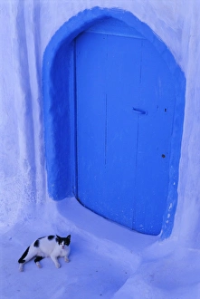Rif Region Prints: Blue door and cat