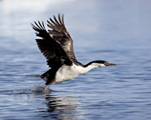 Images Dated 21st February 2006: Blue-eyed shag (blue-eyed cormorant) (Antarctic cormorant) (Phalacrocorax atriceps)