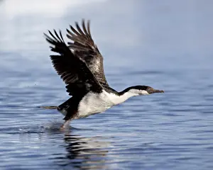 Taking Off Prints: Blue-eyed shag (blue-eyed cormorant) (Antarctic cormorant) (Phalacrocorax atriceps) taking off from the water