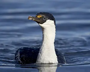 Cormorant Prints: Blue-eyed shag or blue-eyed cormorant or Antarctic cormorant (Phalacrocorax atriceps) swimming