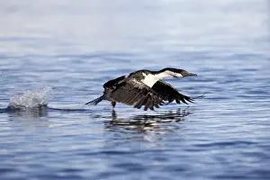 Blue-eyed shag or blue-eyed cormorant or Antarctic cormorant (Phalacrocorax atriceps) taking off from the water, Paulete Island, Antarctic Peninsula, Antarctica