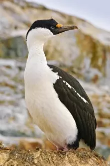 Images Dated 28th January 2005: Blue-eyed shag (cormorant), Petermann Island, Antarctica, Polar Regions